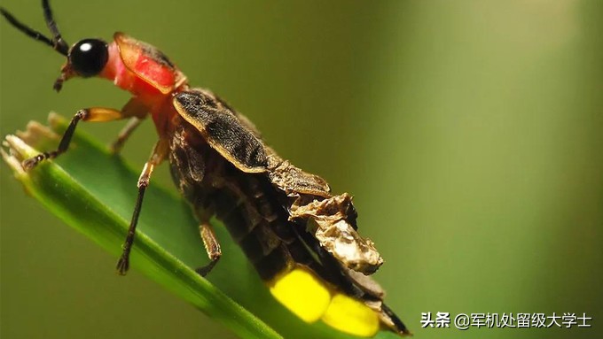萤火虫在发光的同时也在发热吗_萤火虫也会发光
