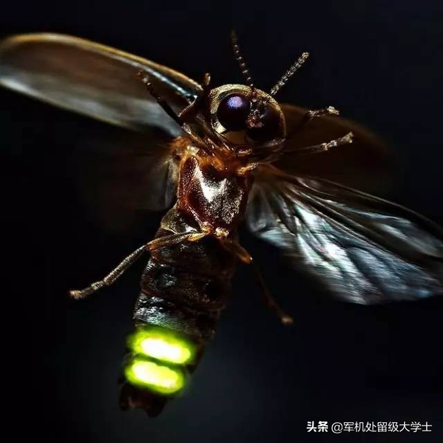 萤火虫在发光的同时也在发热吗_萤火虫也会发光