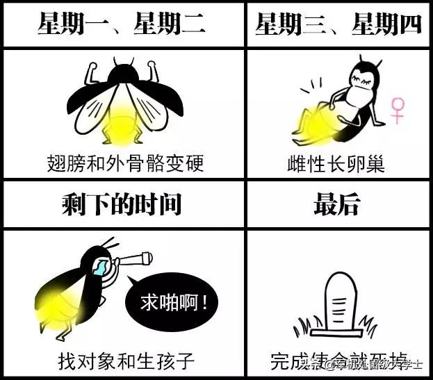 萤火虫在发光的同时也在发热吗_萤火虫也会发光