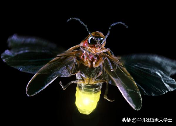 萤火虫在发光的同时也在发热吗_萤火虫也会发光