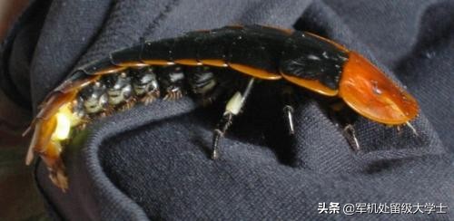 萤火虫在发光的同时也在发热吗_萤火虫也会发光