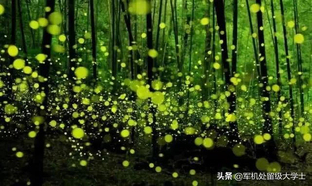 萤火虫在发光的同时也在发热吗_萤火虫也会发光