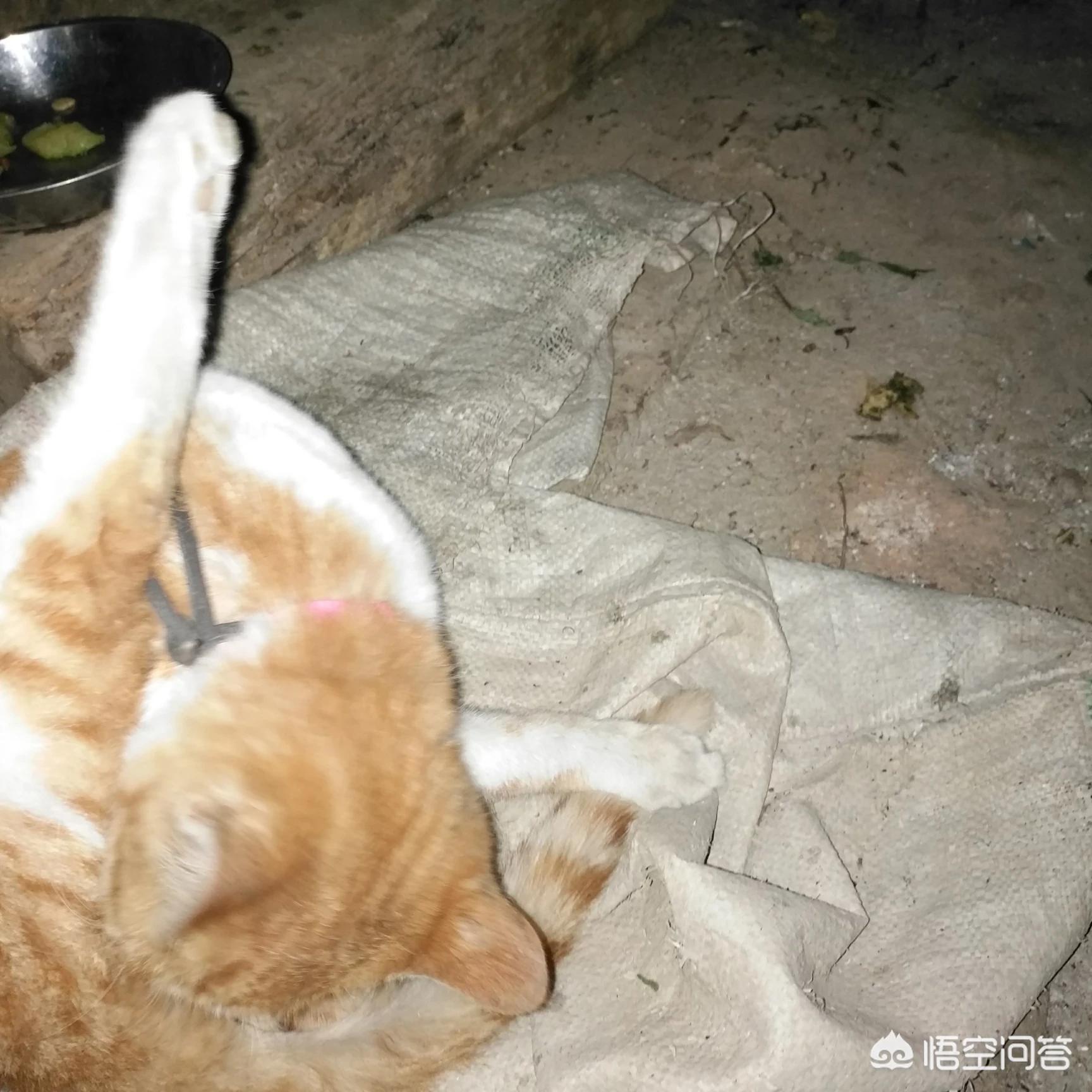 傻猫视频_傻猫视频合集