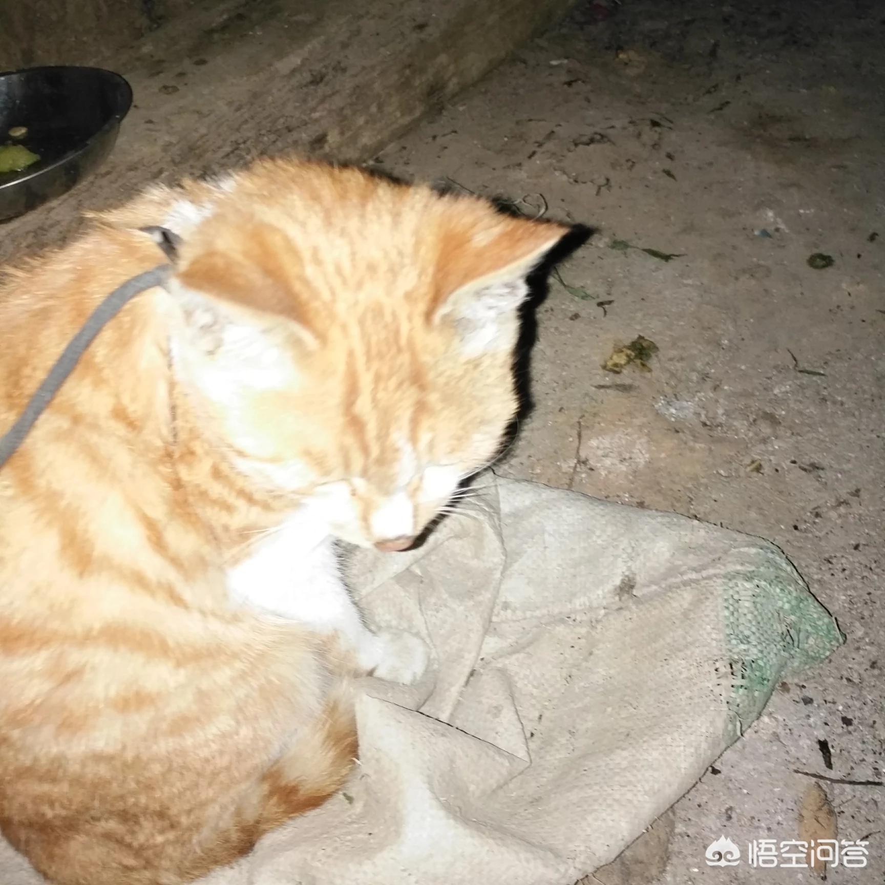 傻猫视频_傻猫视频合集