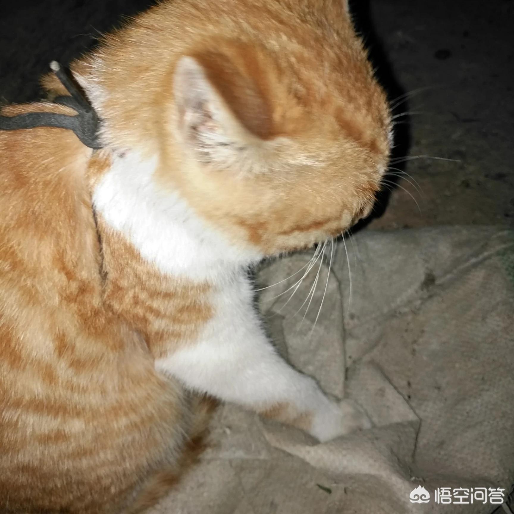 傻猫视频_傻猫视频合集