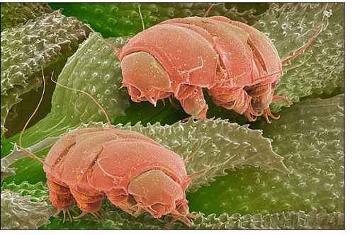 哪种生物生命力更强_哪种生物生命力更强大