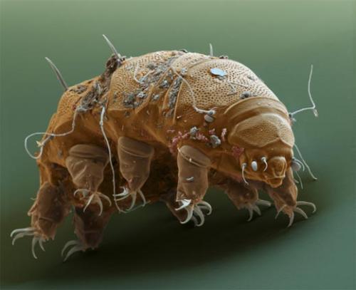 哪种生物生命力更强_哪种生物生命力更强大