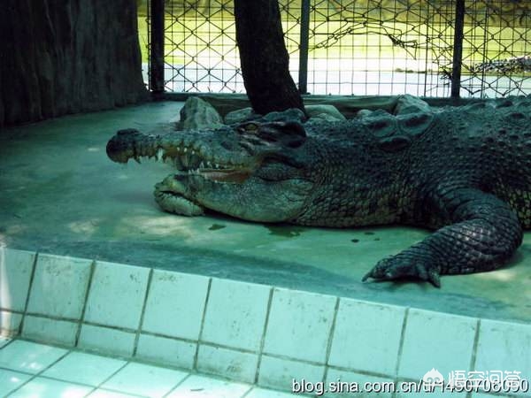 哪种生物生命力更强_哪种生物生命力更强大