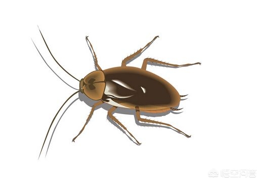 哪种生物生命力更强_哪种生物生命力更强大