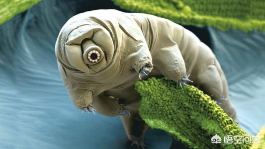 哪种生物生命力更强_哪种生物生命力更强大