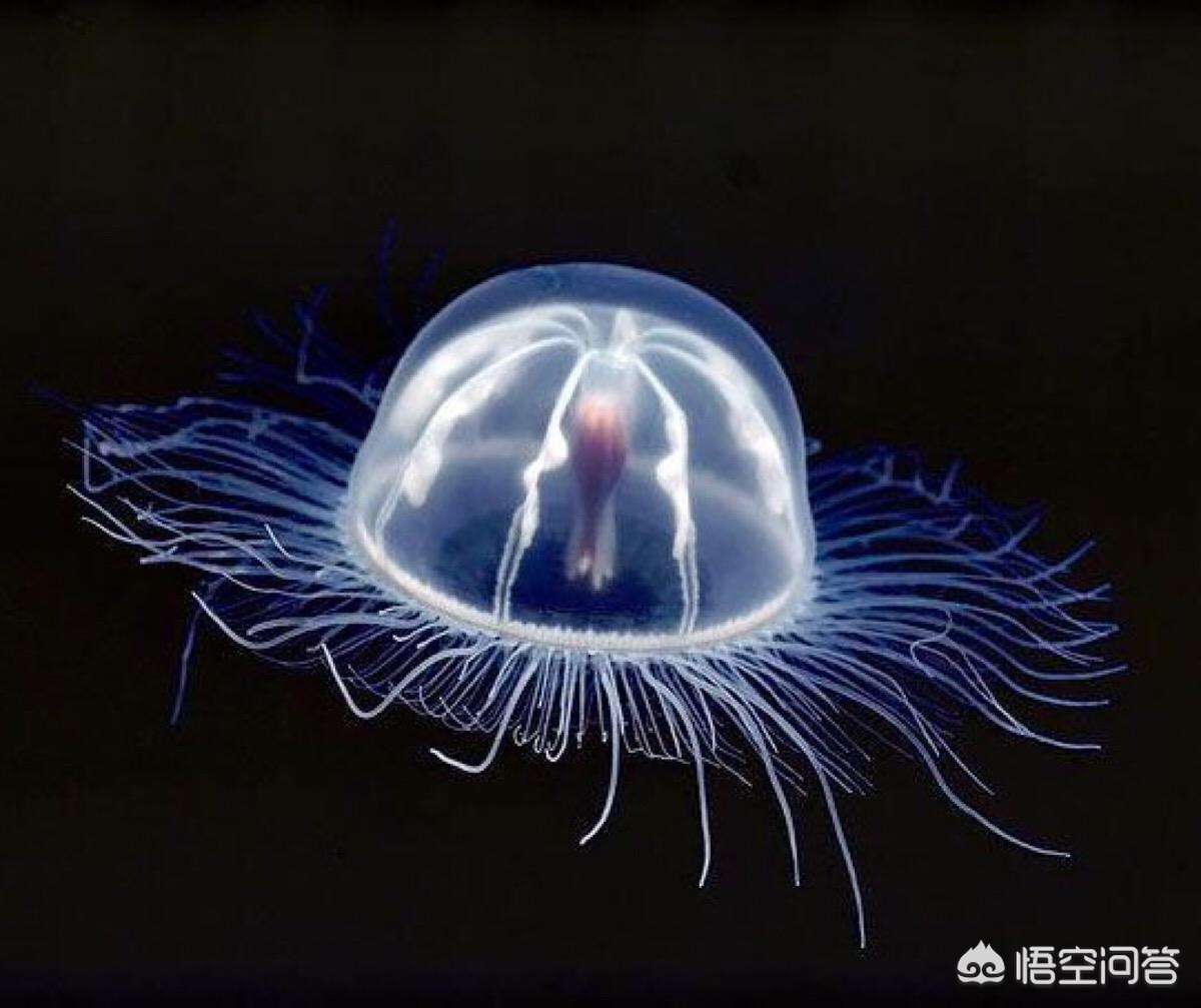哪种生物生命力更强_哪种生物生命力更强大