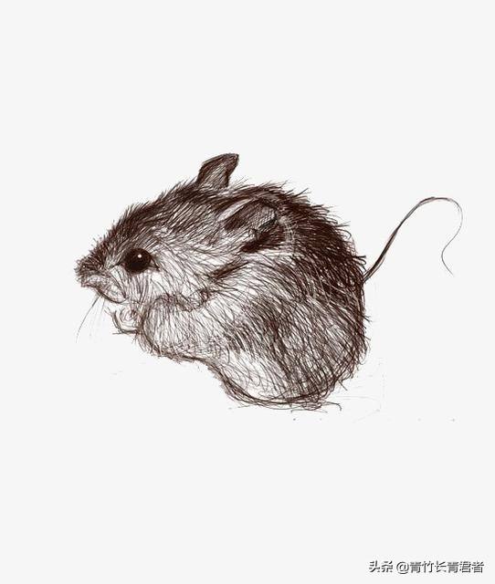 喵咪社区_新版猫咪社区官方app下载