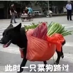 内涵段子新版_内涵段子新版本