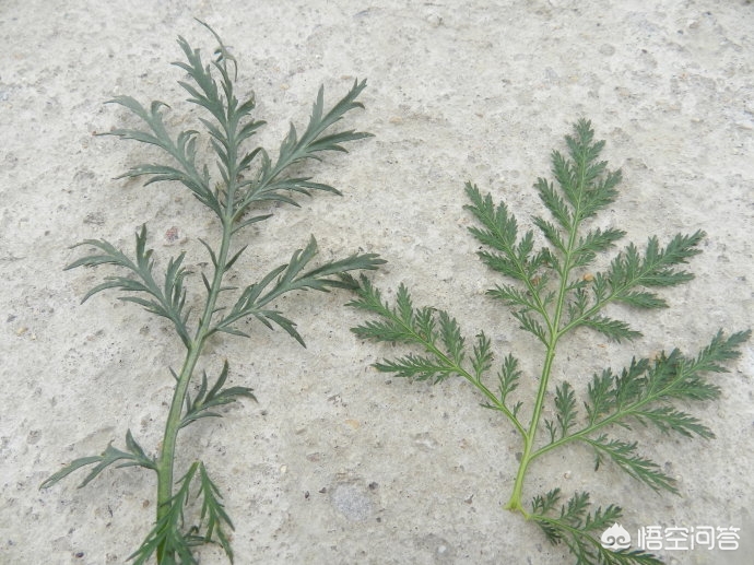 青蒿素是从什么植物中提取出来的_青蒿素是从什么植物中提取出来的呢