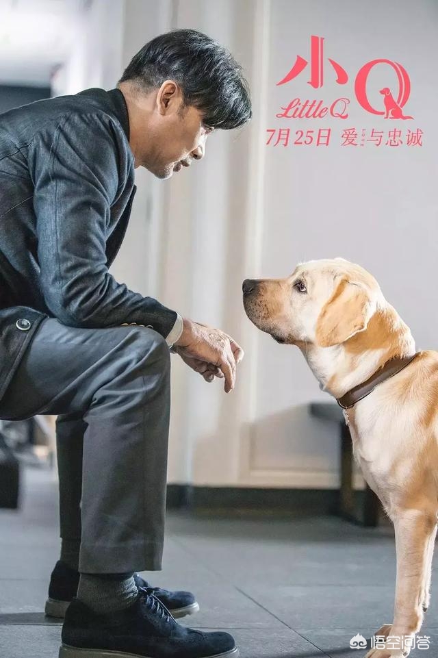 小Q影视_小q影视官网