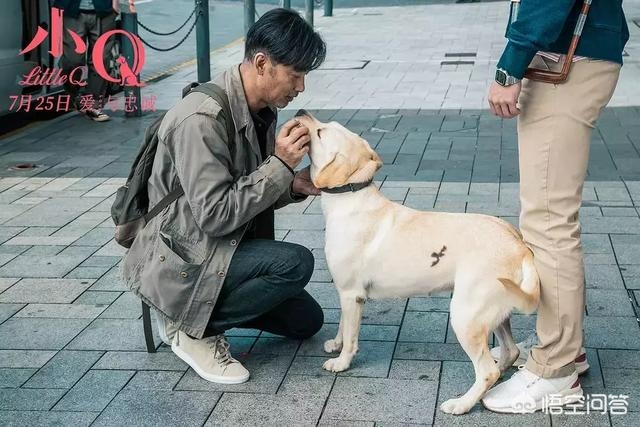 小Q影视_小q影视官网
