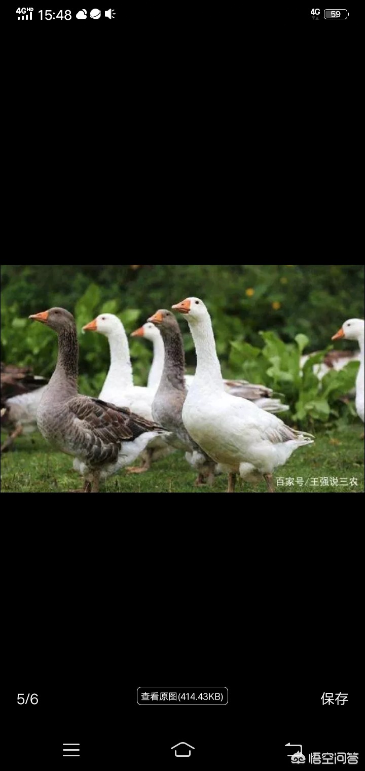 鹅鹅鹅曲项向天歌的曲读几声_鹅鹅鹅曲项向天歌的曲是第几声
