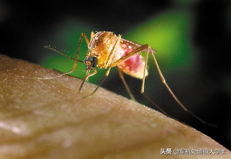 一般来说蚊子叮人蚂蚁庄园_一般来说蚊子叮人 蚂蚁庄园