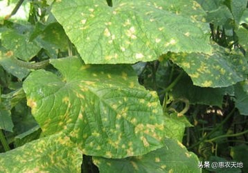 黄瓜影院_十八岁在线观看免费高清电视剧大全