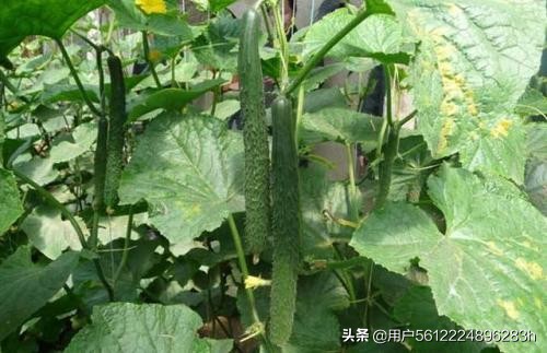 黄瓜影院_十八岁在线观看免费高清电视剧大全