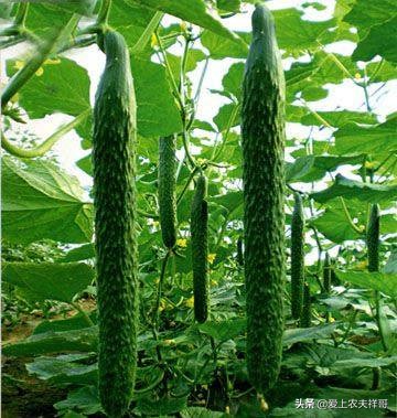 黄瓜影院_十八岁在线观看免费高清电视剧大全