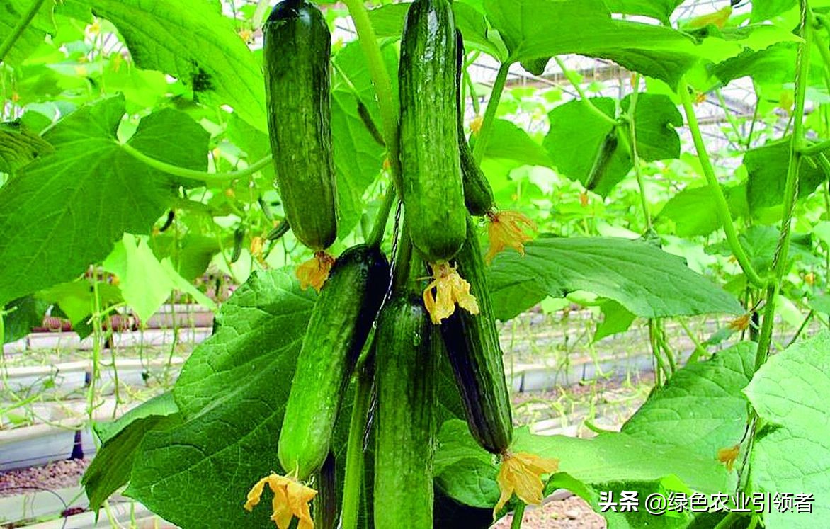 黄瓜影院_十八岁在线观看免费高清电视剧大全
