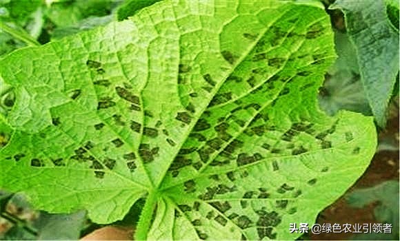 黄瓜影院_十八岁在线观看免费高清电视剧大全