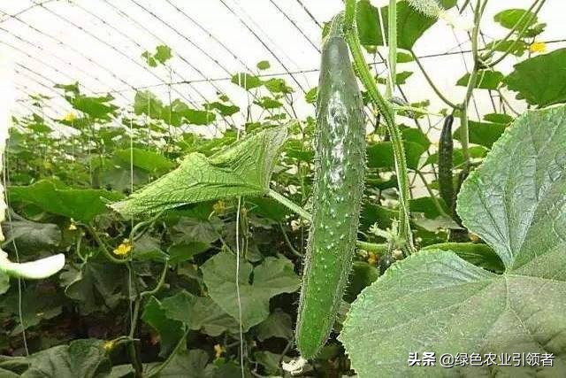 黄瓜影院_十八岁在线观看免费高清电视剧大全