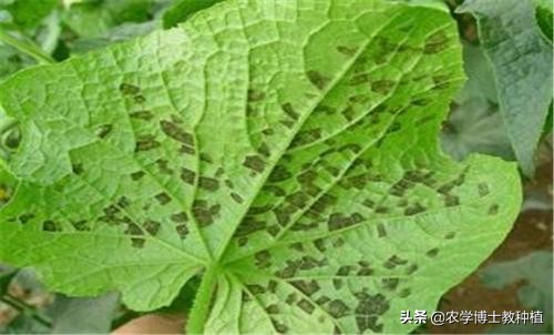 黄瓜影院_十八岁在线观看免费高清电视剧大全
