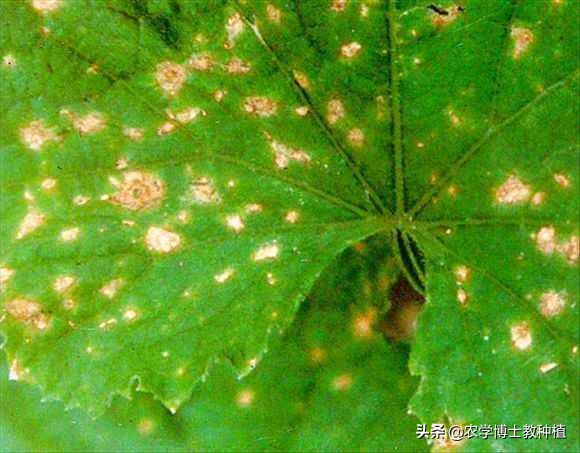 黄瓜影院_十八岁在线观看免费高清电视剧大全